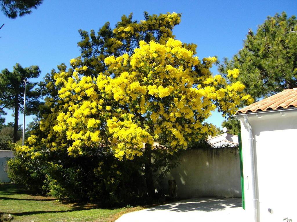 Location vacances - Ile De Re Rivedoux Plage - 350 � 1200 &euro; / semaine - 2 � 4 personnes